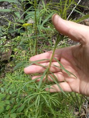 Cassinia aureonitens