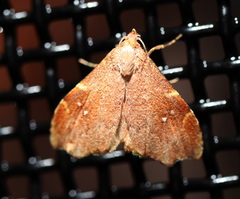 Heterorta plutonis
