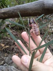 Acacia suaveolens