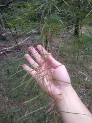 Acacia longissima