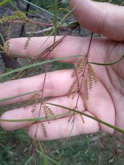 Acacia longissima