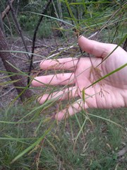 Acacia longissima