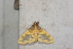 Pachynoa thoosalis