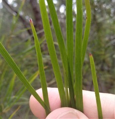 Acacia longissima