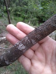 Acacia longissima