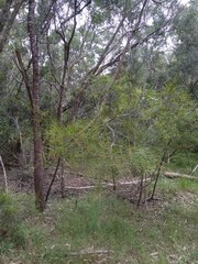 Acacia longissima