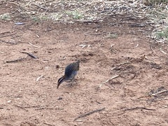 Gallirallus philippensis