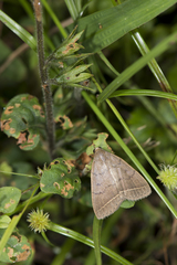 Simplicia simplicissima