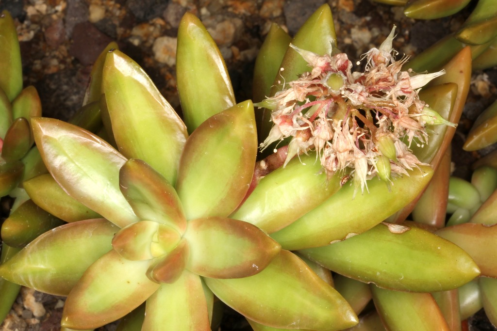 Sedum adolphii