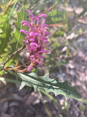 Grevillea quercifolia