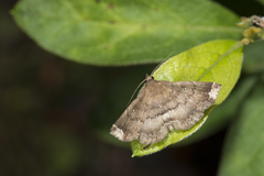 Adrapsa quadrilinealis