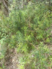 Podocarpus spinulosus