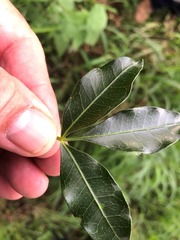 Dinosperma erythrococcum