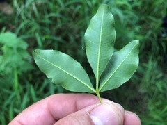 Dinosperma erythrococcum