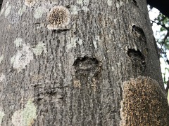 Dinosperma erythrococcum