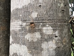Dinosperma erythrococcum
