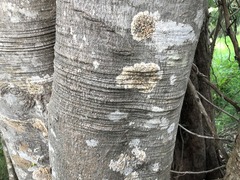Dinosperma erythrococcum