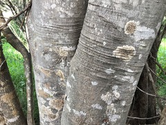 Dinosperma erythrococcum