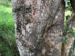 Dinosperma erythrococcum
