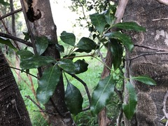 Dinosperma erythrococcum