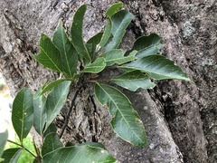 Dinosperma erythrococcum