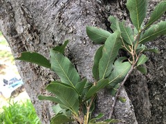 Dinosperma erythrococcum