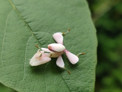 Hymenopus coronatus