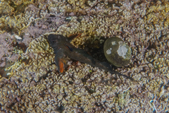 Mottled Twister photo 3