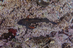 Mottled Twister photo 4