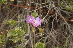 Thelymitra graminea