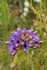 Gompholobium confertum