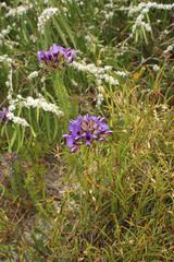 Gompholobium confertum