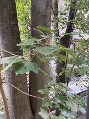 Liquidambar formosana