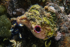 Cnemidocarpa nisiotis