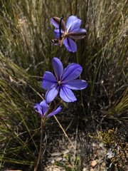 Aristea capitata