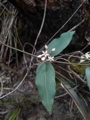 Leichhardtia suaveolens