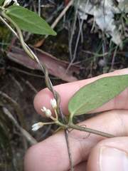 Leichhardtia suaveolens