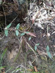 Leichhardtia suaveolens