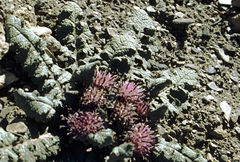 Dolomiaea macrocephala