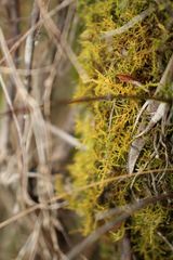 Thuidiopsis