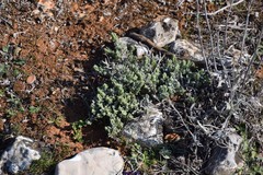 Teucrium gnaphalodes