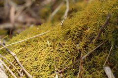 Thuidiopsis sparsa