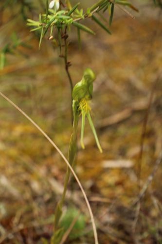 Image of Pterostylis turfosa by (c) Em Lamond, some rights reserved (CC BY)