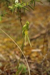 Pterostylis turfosa