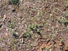 Teucrium pseudochamaepitys