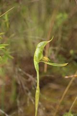 Pterostylis turfosa