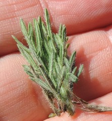 Teucrium pseudochamaepitys