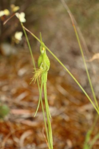 Image of Pterostylis turfosa by (c) Em Lamond, some rights reserved (CC BY)