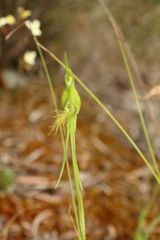 Pterostylis turfosa