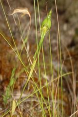 Pterostylis turfosa